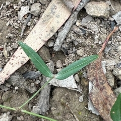 Zornia dyctiocarpa var. dyctiocarpa at Kangaroo Valley, NSW - Yesterday 03:57 PM