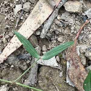 Zornia dyctiocarpa var. dyctiocarpa at Kangaroo Valley, NSW - Yesterday 03:57 PM