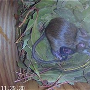 Rattus rattus at Thurgoona, NSW - 11 Dec 2024 04:09 PM