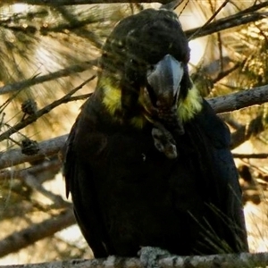 Calyptorhynchus lathami lathami at Buxton, NSW - suppressed