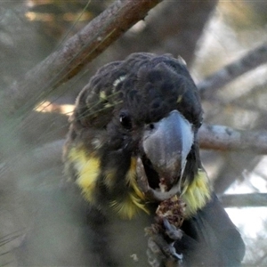 Calyptorhynchus lathami lathami at Buxton, NSW - suppressed