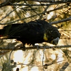 Calyptorhynchus lathami lathami at Buxton, NSW - suppressed