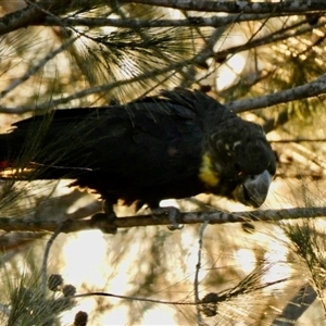 Calyptorhynchus lathami lathami at Buxton, NSW - suppressed