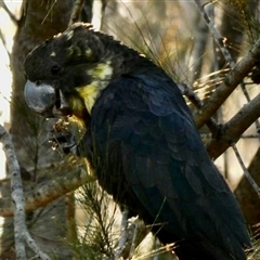 Calyptorhynchus lathami lathami at Buxton, NSW - suppressed