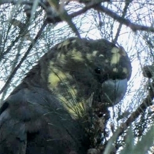 Calyptorhynchus lathami lathami (Glossy Black-Cockatoo) at Buxton, NSW - 12 Jul 2021 by GITM3