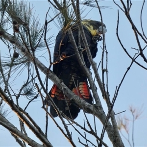 Calyptorhynchus lathami lathami at Buxton, NSW - suppressed