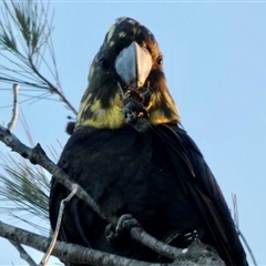 Calyptorhynchus lathami lathami at Buxton, NSW - suppressed