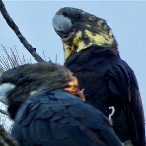 Calyptorhynchus lathami lathami at Buxton, NSW - suppressed