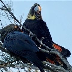 Calyptorhynchus lathami lathami at Buxton, NSW - suppressed