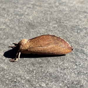 Elhamma australasiae (A Swift or Ghost moth (Hepialidae)) at Noble Park, VIC - 3 Mar 2025 by Noni71