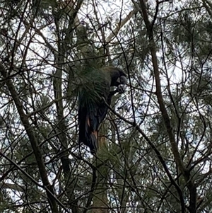 Calyptorhynchus lathami lathami (Glossy Black-Cockatoo) at Penrose, NSW - 28 Feb 2025 by GITM1