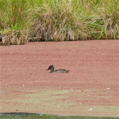 Stictonetta naevosa (Freckled Duck) at Fyshwick, ACT - 3 Mar 2025 by DPRees125