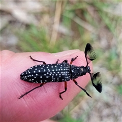 Rhipicera femorata (Feather-horned beetle) at Throsby, ACT - 25 Feb 2025 by DPRees125