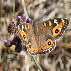 Junonia villida (Meadow Argus) at Tralee, NSW - 3 Mar 2025 by RedMud