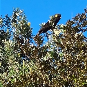 Zanda funerea (Yellow-tailed Black-Cockatoo) at Giralang, ACT - 3 Mar 2025 by Esther