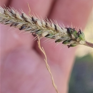 Setaria parviflora (Slender Pigeon Grass) at Theodore, ACT - 2 Mar 2025 by VeraKurz