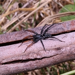 Nyssus coloripes (Spotted Ground Swift Spider) at Bombay, NSW - 3 Mar 2025 by Csteele4