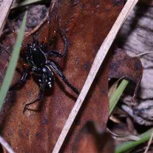 Nyssus coloripes at Bombay, NSW - 3 Mar 2025 02:45 PM