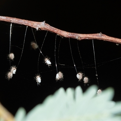 Neuroptera (order) (Unidentified lacewing) at Higgins, ACT - 28 Feb 2025 by AlisonMilton