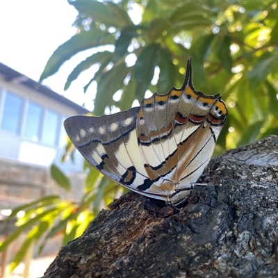 Charaxes sempronius (Tailed Emperor) at Bruce, ACT - 18 Feb 2025 by Evi