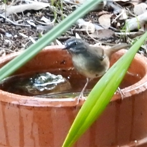 Sericornis frontalis (White-browed Scrubwren) at Aranda, ACT - 3 Mar 2025 by KMcCue