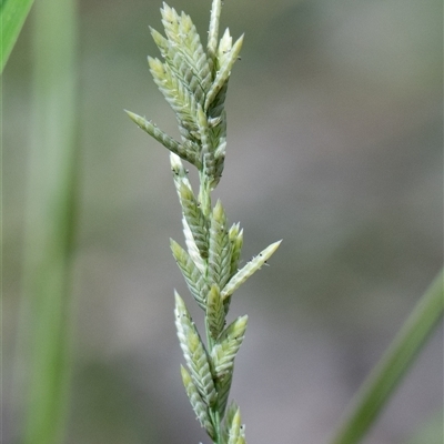 Eragrostis elongata (Clustered Lovegrass) at Higgins, ACT by Untidy