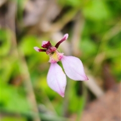 Eriochilus magenteus (Magenta Autumn Orchid) at Rossi, NSW - 3 Mar 2025 by Csteele4