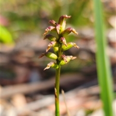 Corunastylis nuda (Tiny Midge Orchid) at Rossi, NSW - 3 Mar 2025 by Csteele4