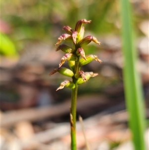 Corunastylis nuda at Rossi, NSW - suppressed