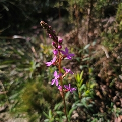 Stylidium armeria subsp. armeria (thrift trigger plant) at Rossi, NSW - Yesterday by Csteele4