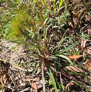 Stylidium armeria subsp. armeria at Rossi, NSW - 3 Mar 2025 04:20 PM