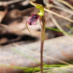 Chiloglottis reflexa (Short-clubbed Wasp Orchid) at Rossi, NSW - 3 Mar 2025 by Csteele4