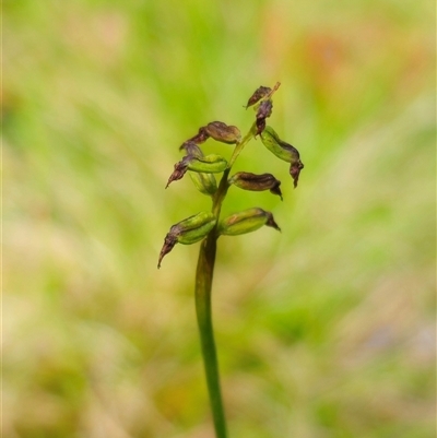 Corunastylis nuda (Tiny Midge Orchid) by Csteele4