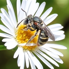 Unidentified Bee (Hymenoptera, Apiformes) at Wodonga, VIC - 1 Mar 2025 by KylieWaldon