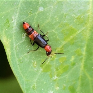 Malachiinae (subfamily) (Soft-winged flower beetle) at Killara, VIC - 2 Mar 2025 by KylieWaldon