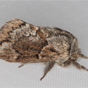 Pernattia pusilla (She-Oak Moth) at Melba, ACT - 28 Feb 2025 by kasiaaus