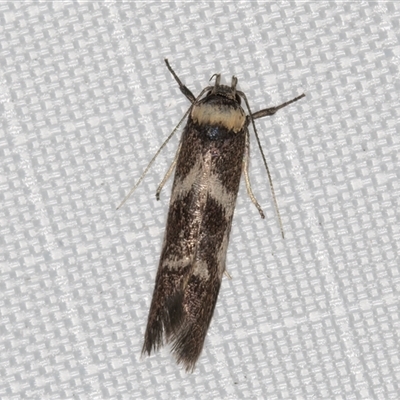 Unidentified Curved-horn moth (all Gelechioidea except Oecophoridae) at Melba, ACT - 28 Feb 2025 by kasiaaus