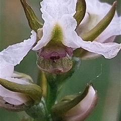 Paraprasophyllum candidum (Kiandra Leek Orchid) by joscobie