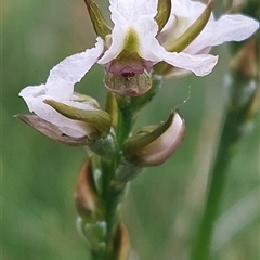 Paraprasophyllum candidum at Nurenmerenmong, NSW - suppressed