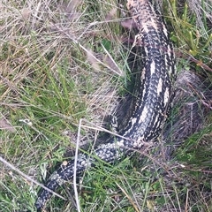 Tiliqua nigrolutea (Blotched Blue-tongue) at Nurenmerenmong, NSW - 28 Dec 2024 by joscobie