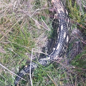 Tiliqua nigrolutea (Blotched Blue-tongue) at Nurenmerenmong, NSW - 28 Dec 2024 by joscobie