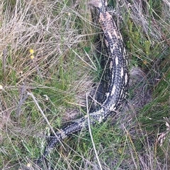 Tiliqua nigrolutea at Nurenmerenmong, NSW - suppressed