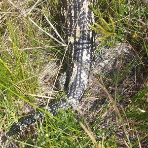 Tiliqua nigrolutea at Nurenmerenmong, NSW - suppressed