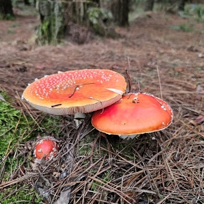 Amanita muscaria (Fly Agaric) at Harolds Cross, NSW - 3 Mar 2025 by Csteele4