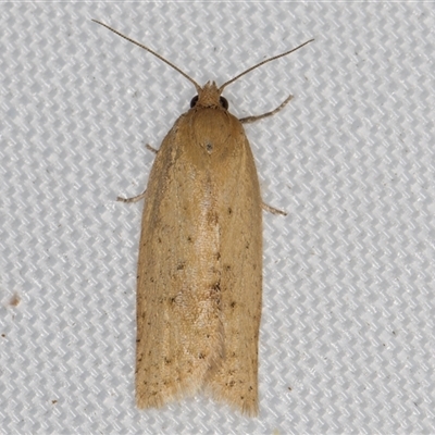 Unidentified Tortricid moth (Tortricidae) at Melba, ACT - 28 Feb 2025 by kasiaaus