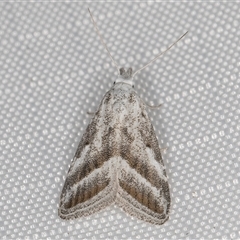 Nola paromoea (Divided Tuft-moth) at Melba, ACT - 28 Feb 2025 by kasiaaus