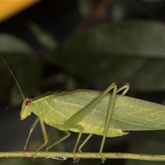 Unidentified Katydid (Tettigoniidae) at Melba, ACT - 28 Feb 2025 by kasiaaus