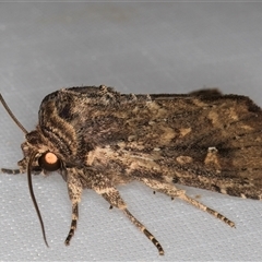 Dasygaster padockina (Tasmanian Cutworm) at Melba, ACT - 28 Feb 2025 by kasiaaus