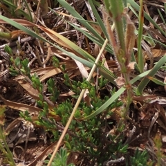 Mirbelia oxylobioides at Adaminaby, NSW - 5 Dec 2020 by AndyRoo