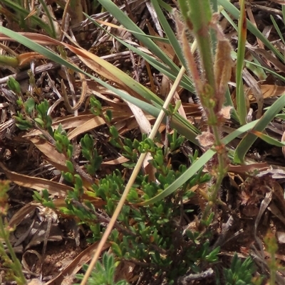 Mirbelia oxylobioides at Adaminaby, NSW - 5 Dec 2020 by AndyRoo